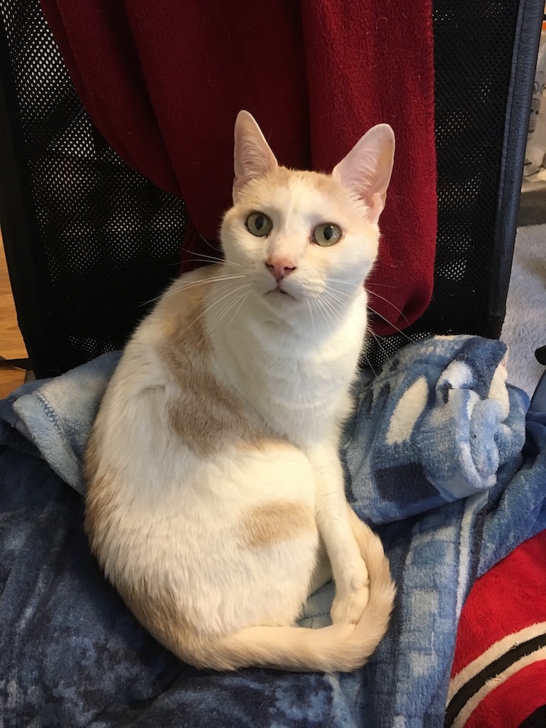 A handsome white and tan cat is sitting on a chair looking at the camera with wide gold eyes.