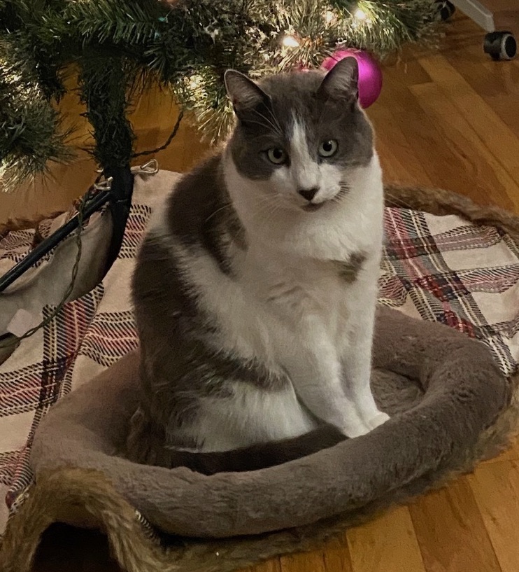 A handsome gray and white cat with striking green eyes sits facing the camera under a decorated Christmas tree.
