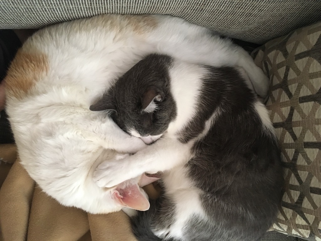 A gray and white cat and a cream and white cat cuddling closely.